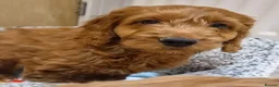 Cavapoo dogs for sale: 1 Gorgeous Cavapoo puppy remaining F1 - Advert 5