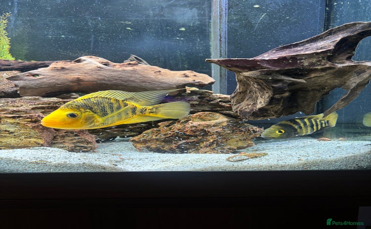 Cichlids fish Breeding Pair of Large Cichlids - Proven & Active - Advert 14
