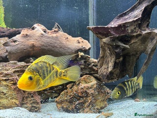 Cichlids fish for sale: Breeding Pair of Large Cichlids - Proven & Active - Advert 1