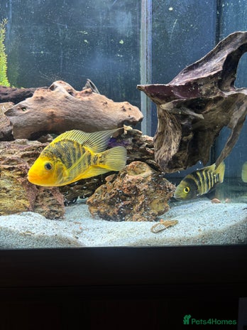 Cichlids fish Breeding Pair of Large Cichlids - Proven & Active - Advert 1