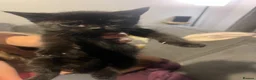Mixed Breed cats for sale: Two black tom kittens - Advert 4