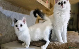 Munchkin cats for sale: Purebred TICA reg. Munchkin kittens ready to go  - Image 35