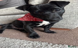 Mixed Breed dogs for sale: Loving staffy looking for forever home  - Image 2