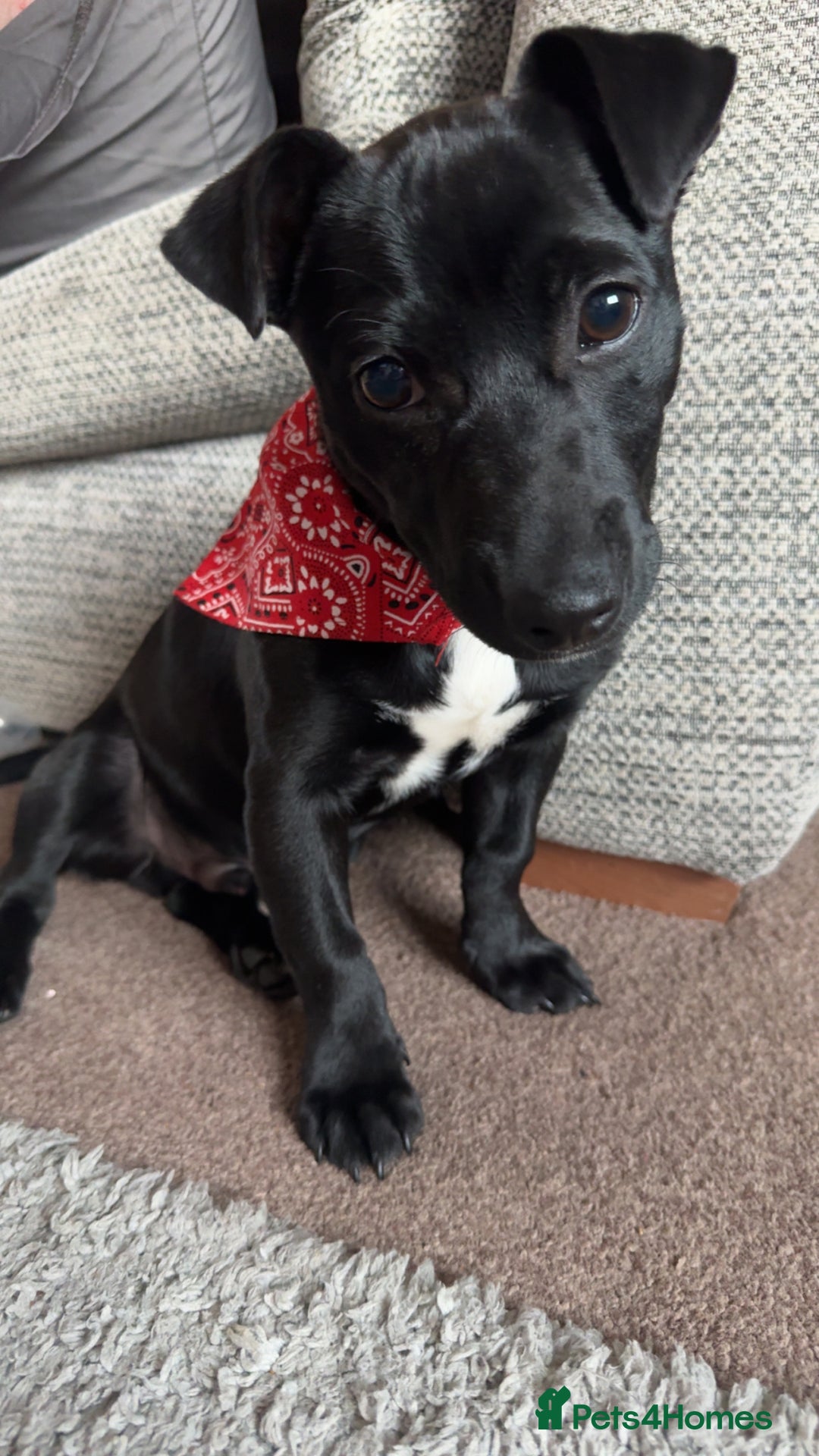 Mixed Breed dogs for sale: Loving staffy looking for forever home  - Image 2