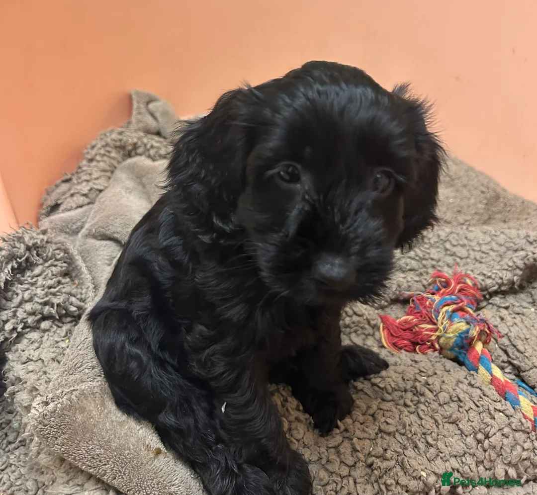 Cockapoo dogs for sale: Cockapoo F2 ready 17th February  - Advert 5