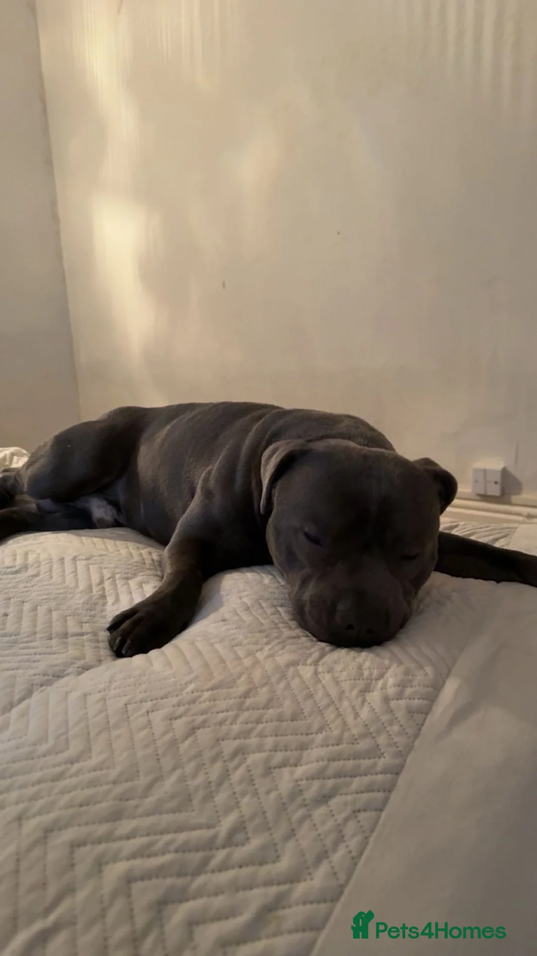 Staffordshire Bull Terrier dogs for sale: 1 year old staffy  - Advert 3