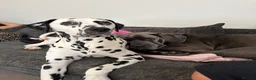 Mixed Breed dogs for sale: Cane Corso x Dalmatian puppies in Wantage - Advert 2