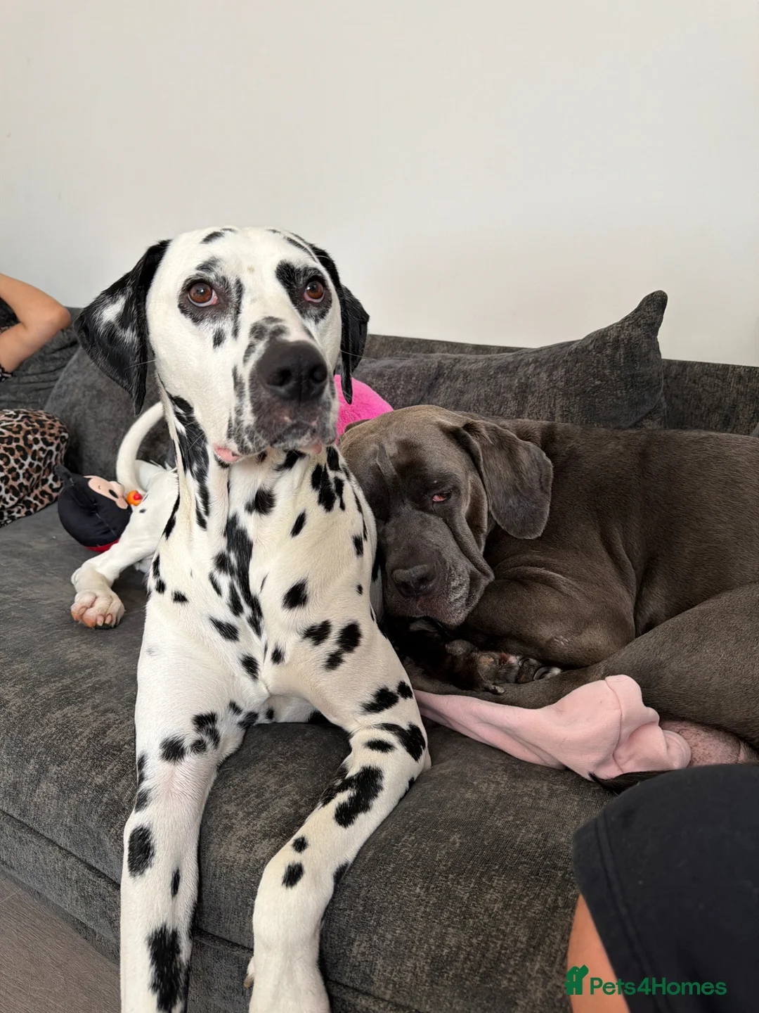 Mixed Breed dogs for sale: Cane Corso x Dalmatian puppies in Wantage - Advert 2