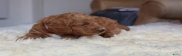 Cockapoo dogs for sale: ELITE COCKAPOOS HAVE 2 F1 COCKAPOO PUPS AVAILABLE - Advert 15