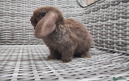 Mini Lop rabbits for sale: Now reserved  - Image 2