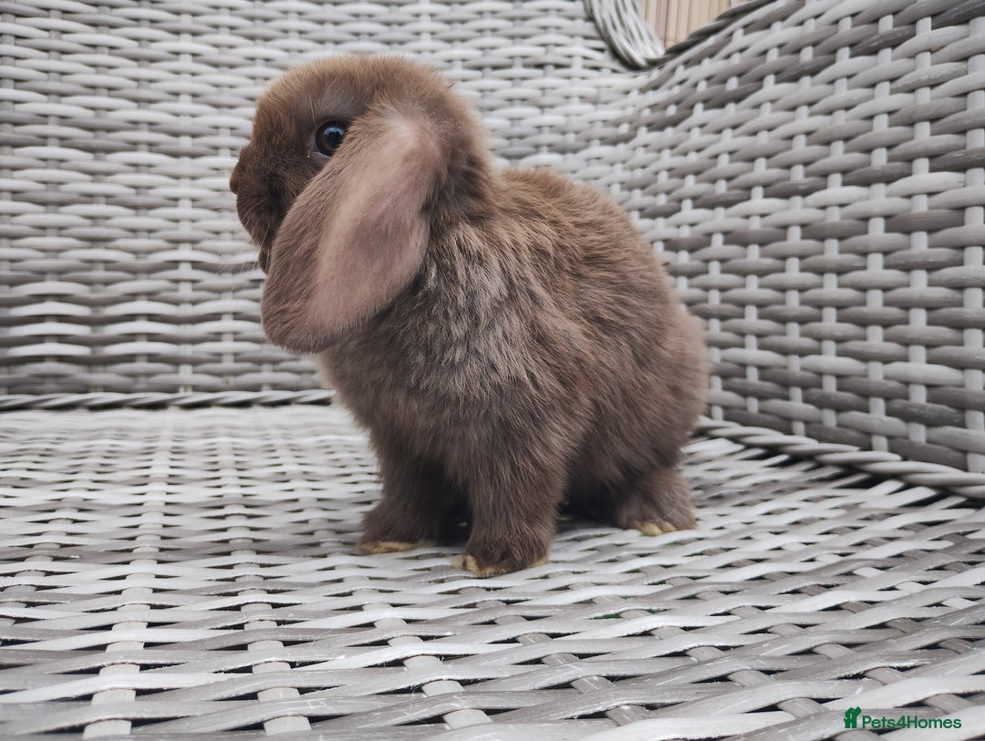 Mini Lop rabbits for sale: Now reserved  - Image 2