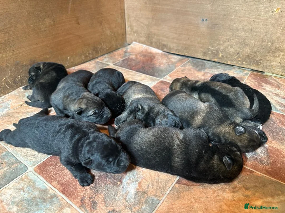 German Shepherd dogs for stud: Proven Czech German Shepherd Stud!!! - Advert 7