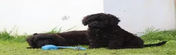 Cavapoo dogs for sale: Beautiful Cavapoo puppies for sale - Advert 32