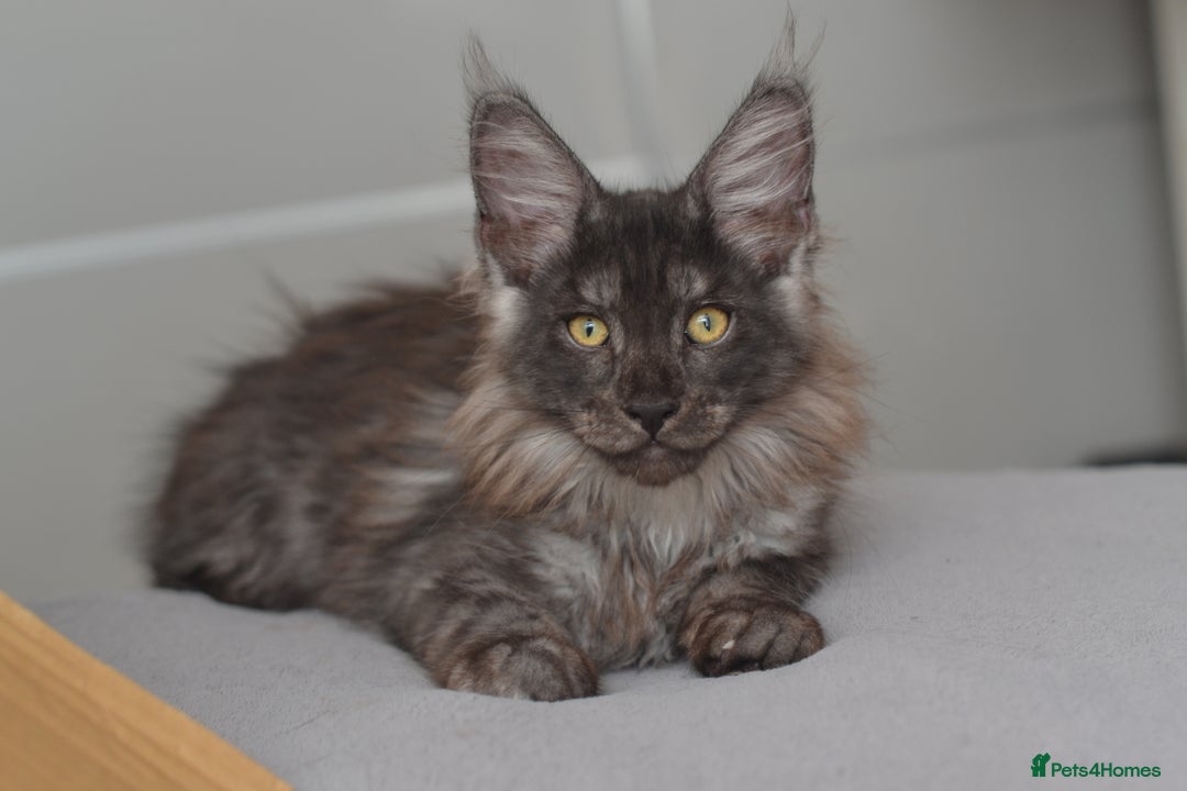 Maine Coon cats for sale: Tica Registered Maine Coon Kittens *ready now* - Image 12