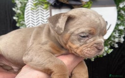 Olde English Bulldogge dogs for sale: Olde English Bulldogs - Advert 24