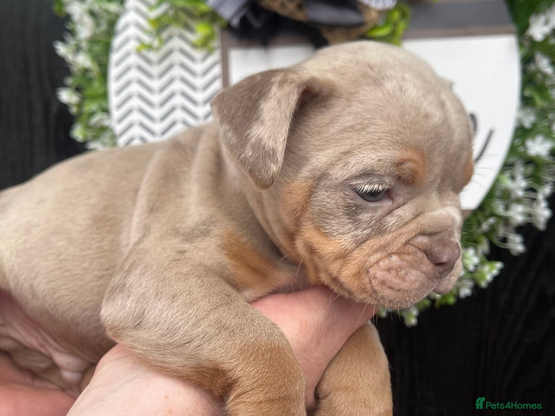 Olde English Bulldogge dogs for sale: Olde English Bulldogs - Advert 24