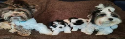 Biewer Terrier dogs for sale: Biewer Terrier Puppies - Boy Wiip & Girl Wiski  in Boston - Advert 10