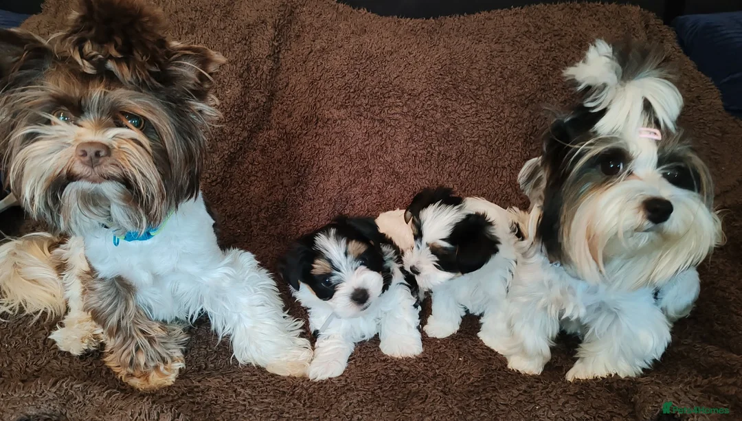 Biewer Terrier dogs for sale: Biewer Terrier Puppies - Boy Wiip & Girl Wiski  in Boston - Advert 10