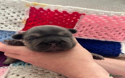 French Bulldog dogs for sale: ⭐️ KC Rope nose frenchies carrying fluffy ⭐️ - Image 8