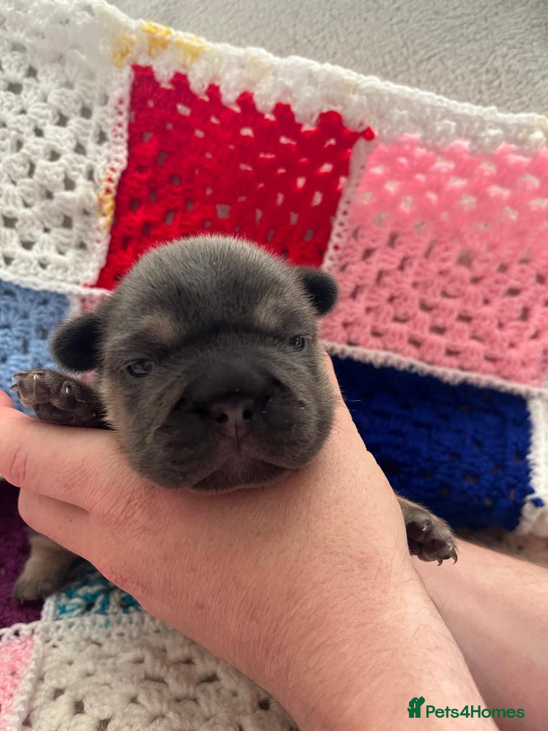 French Bulldog dogs for sale: ⭐️ KC Rope nose frenchies carrying fluffy ⭐️ - Image 8