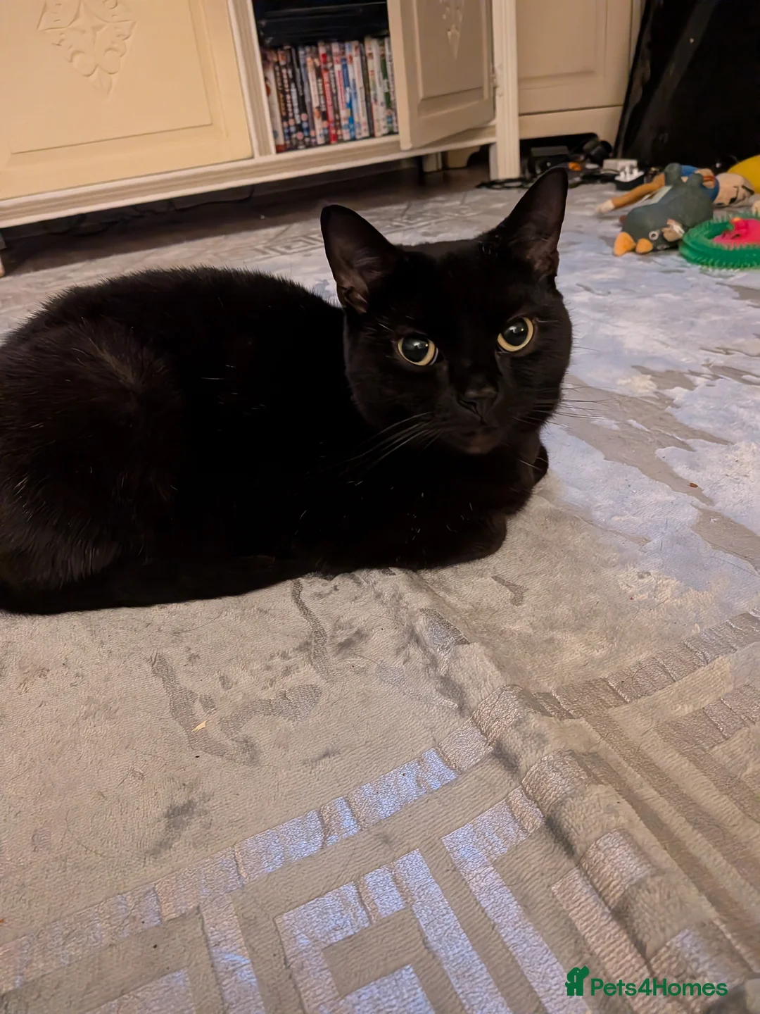 Mixed Breed cats for sale: This is Pinky  - Advert 1