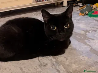 Mixed Breed cats This is Pinky - Advert 1