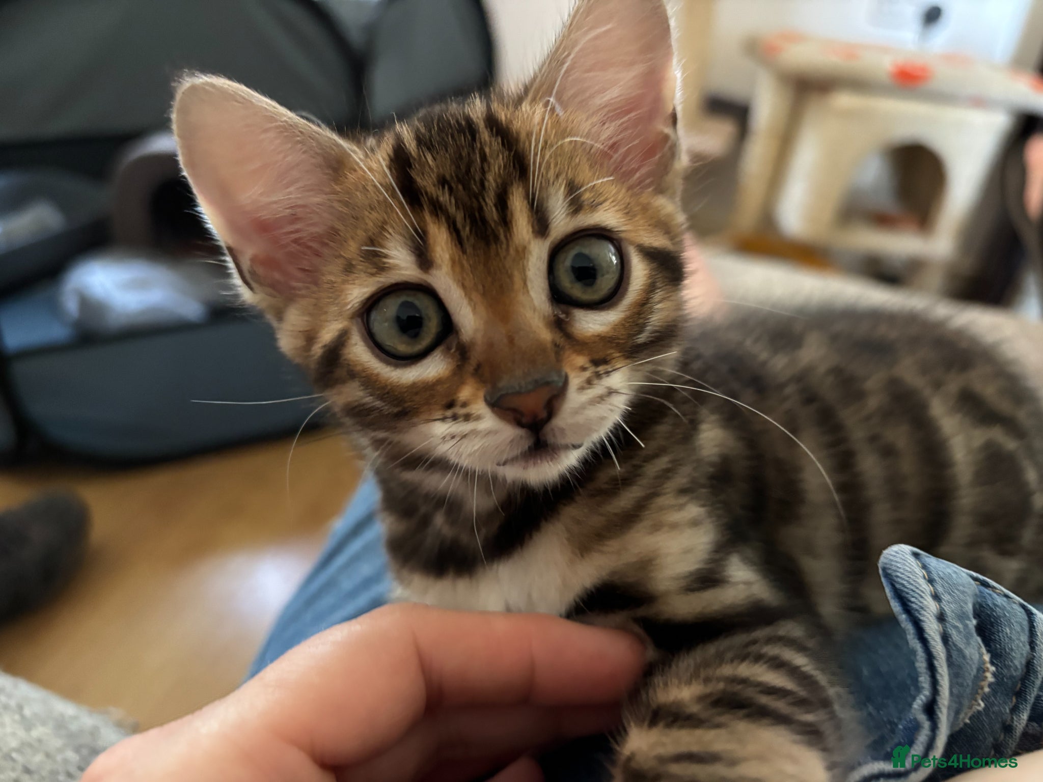 Bengal cats for sale: Little Bengal girl in Liskeard - Advert 2