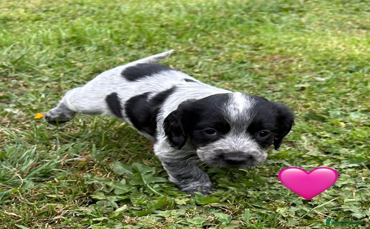 Cocker Spaniel dogs - Advert 15