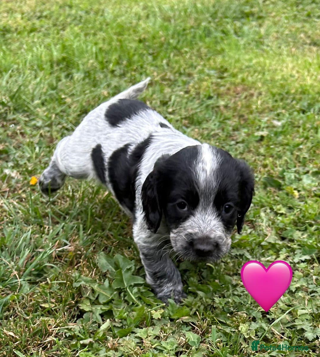 Cocker Spaniel dogs for sale: GORGEOUS WORKING COCKER PUPS - Image 2
