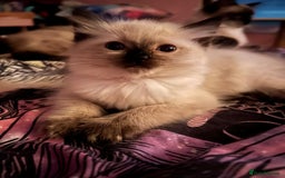 Ragdoll cats for sale: GCCF Ragdoll boy kittens - Advert 18