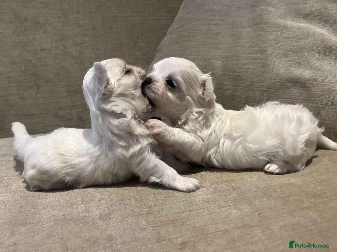 Maltese dogs for sale: Tiny Korean Maltese Boys - Advert 18