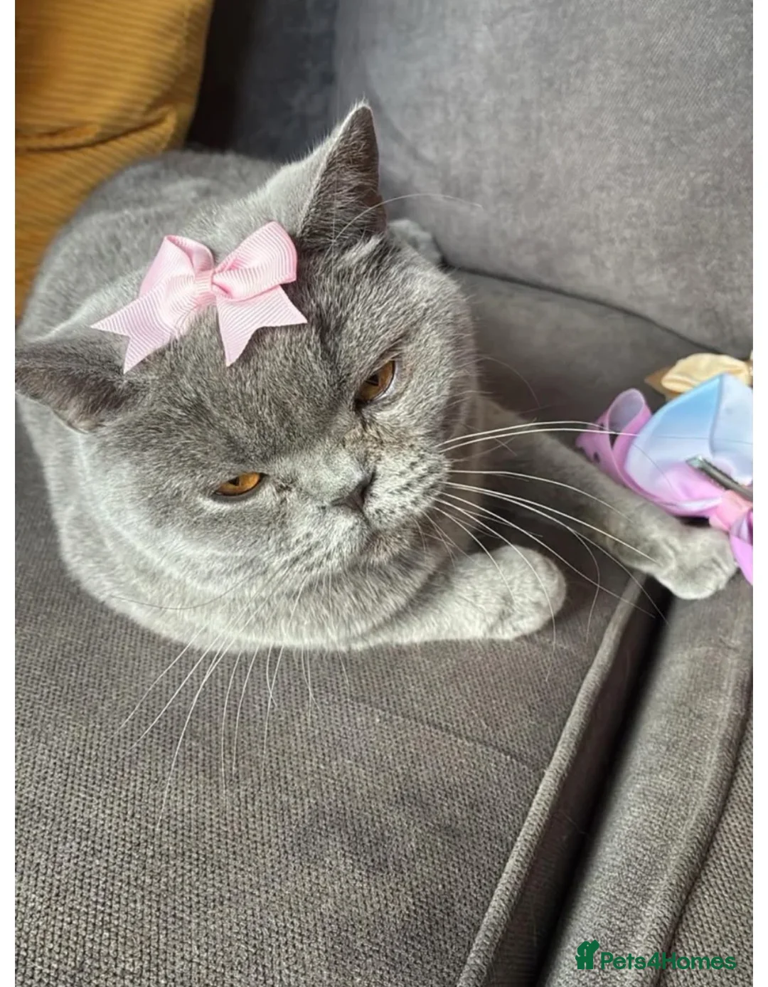 British Shorthair cats for sale: 2 beautiful girl kittens! - Advert 5