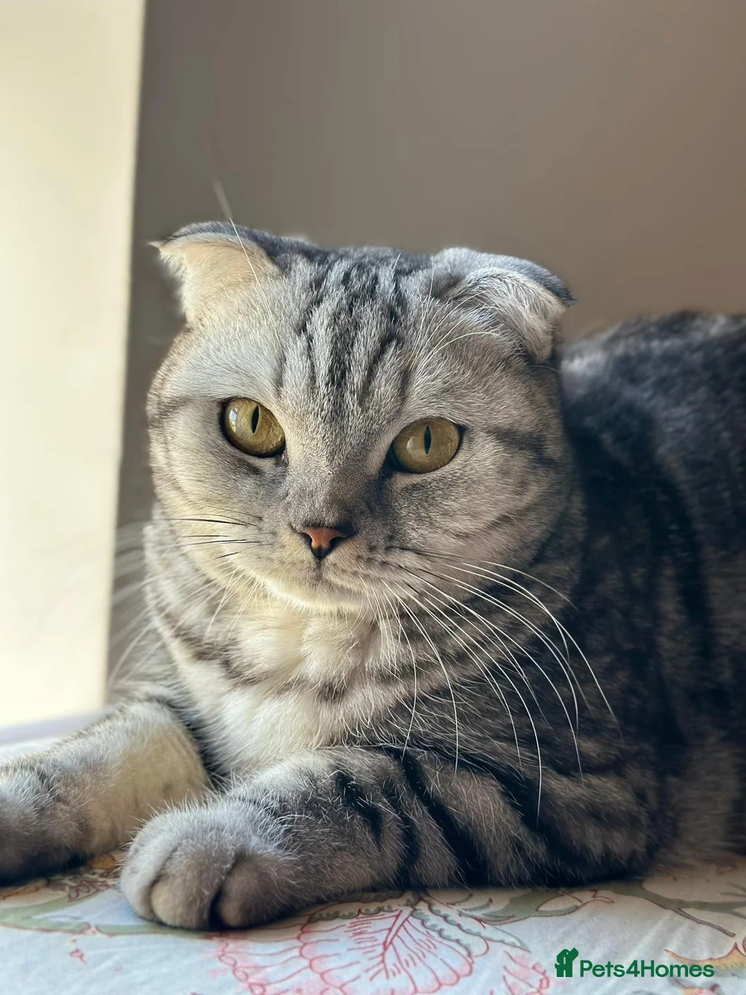 Scottish Fold cats for sale: Blue-Silver 2-year-old Scottish Fold purebred - Advert 1