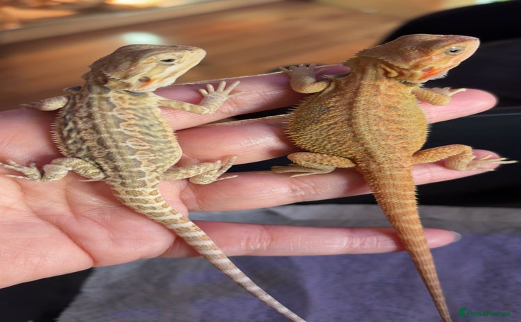Bearded Dragon reptiles - Advert 5