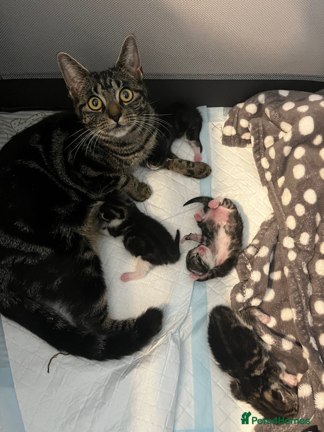 Mixed Breed cats for sale: Tabby Female Kitten, grey & white, 6 week old  - Image 8