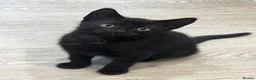 Mixed Breed cats for sale: Two Lovely Black Boy Kittens – 10 Weeks Old 🐈‍⬛ in Leeds - Advert 5