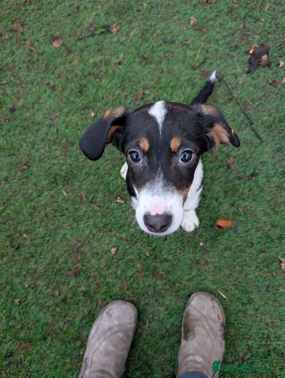 Mixed Breed dogs for adoption: Eve - In Ayr Looking for a home  - Advert 7
