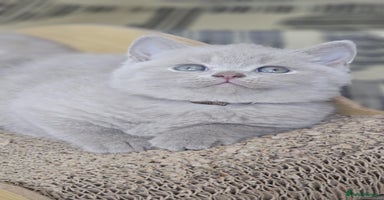 British Shorthair cats - Advert 13