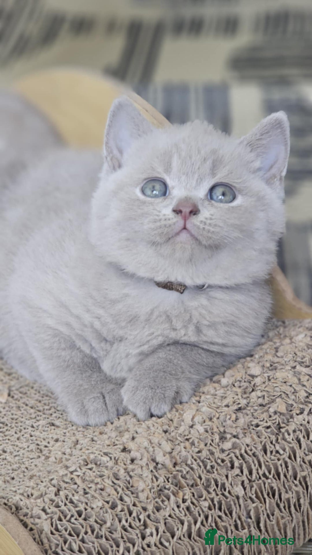 British Shorthair cats for sale: LAST GCCF British Shorthair Kittens Champion - Image 11