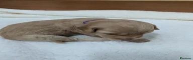 Cockapoo 7