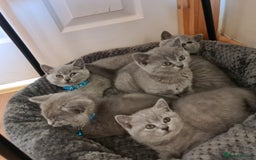 British Shorthair cats for sale: Both parents pedigreesTICA pedigree-dad5xchampion  - Image 4
