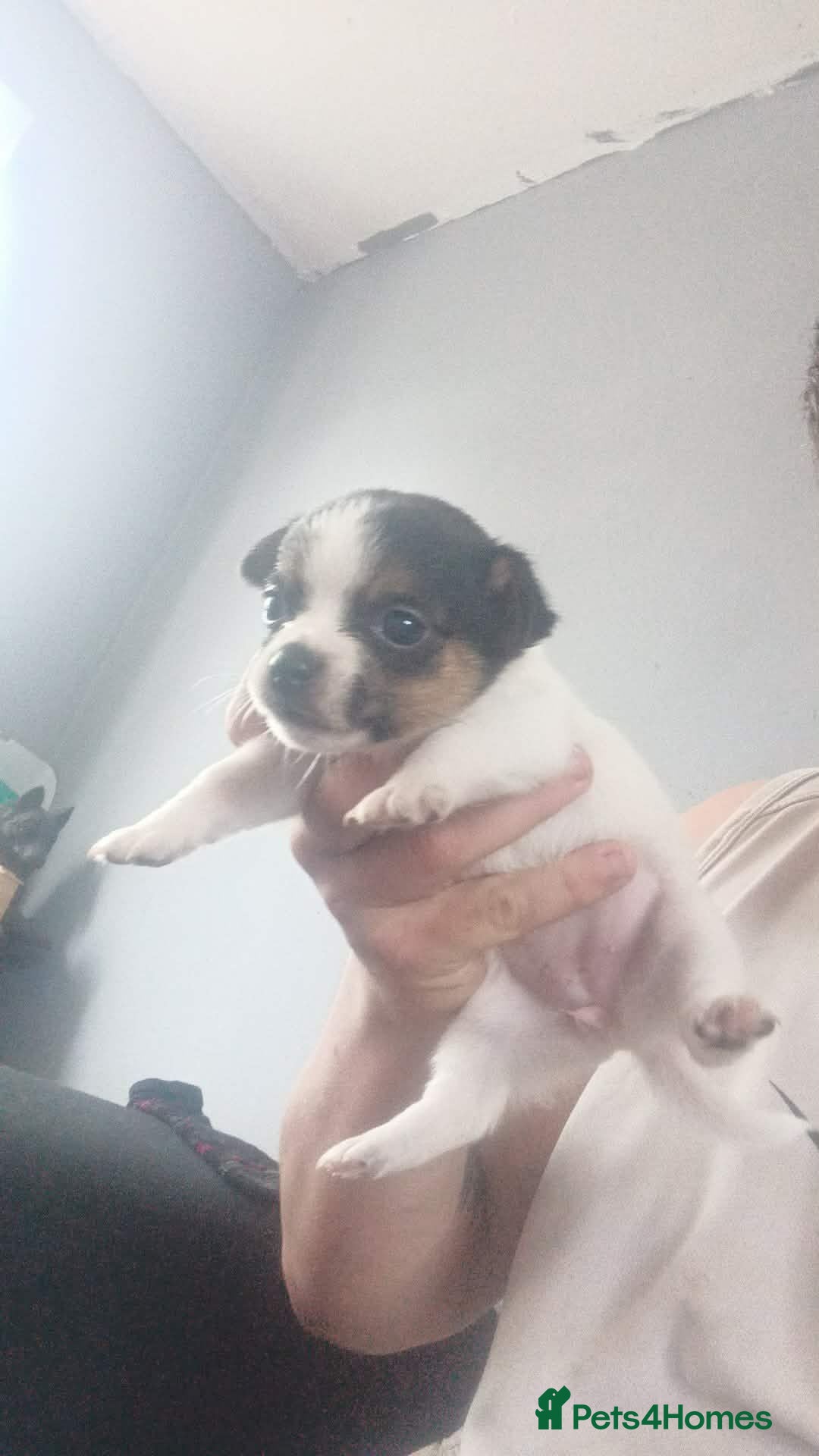 Jack Russell dogs Jack puppy  - Advert 6