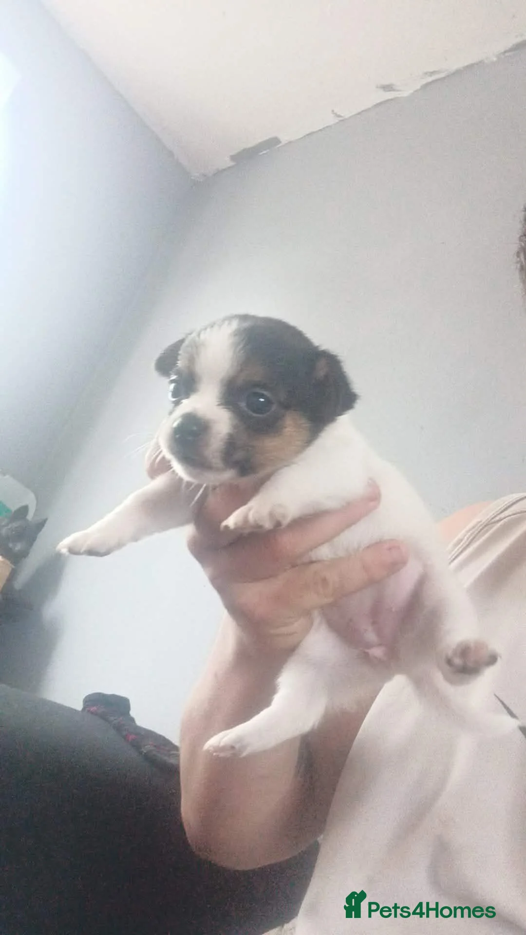 Jack Russell dogs for sale: Jack puppy  - Advert 1