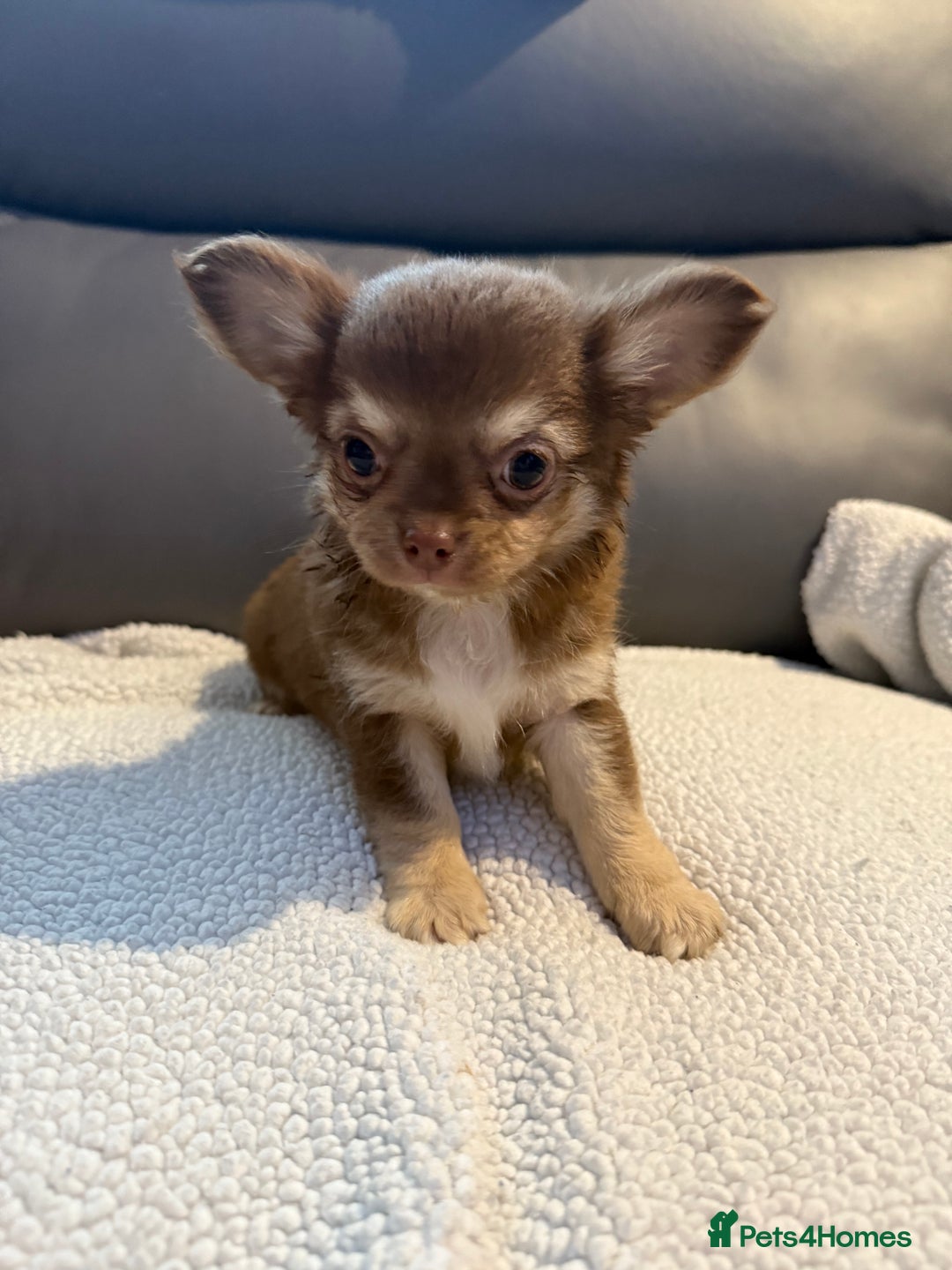 Chihuahua dogs for sale: Stunning litter of 5 long coat chihuahuas - Image 18