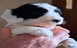 Mixed Breed dogs for sale: 4 Beautful Sproodle cross Cockapoo  - Advert 7