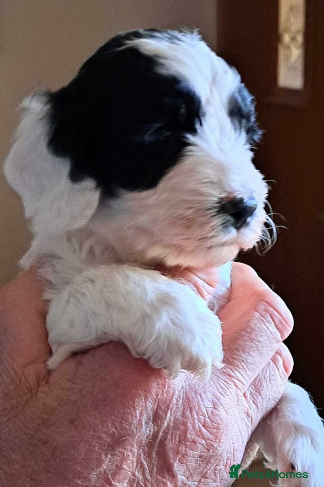 Mixed Breed dogs for sale: 4 Beautful Sproodle cross Cockapoo  - Advert 7