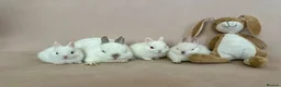 Netherland Dwarf rabbits for sale: 🐇 Netherland Dwarf Babies 🐇 - Advert 18