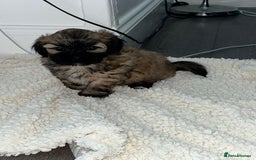 Lhasa Apso dogs for sale: 3 fluffy puppies  - Image 2