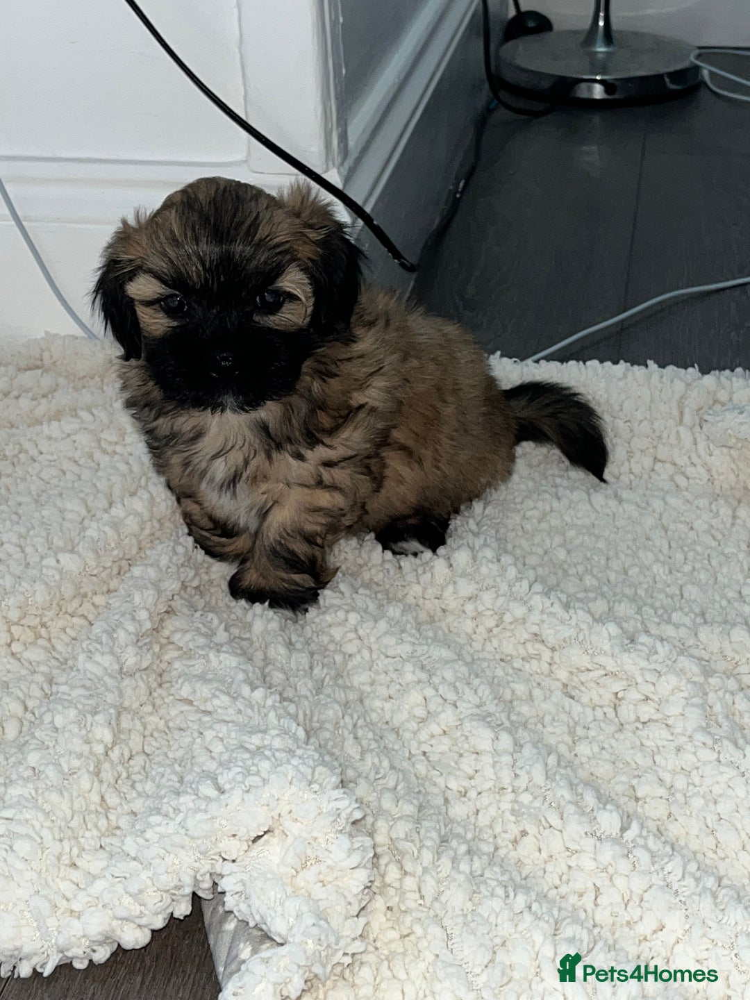 Lhasa Apso dogs for sale: 3 fluffy puppies  - Image 2