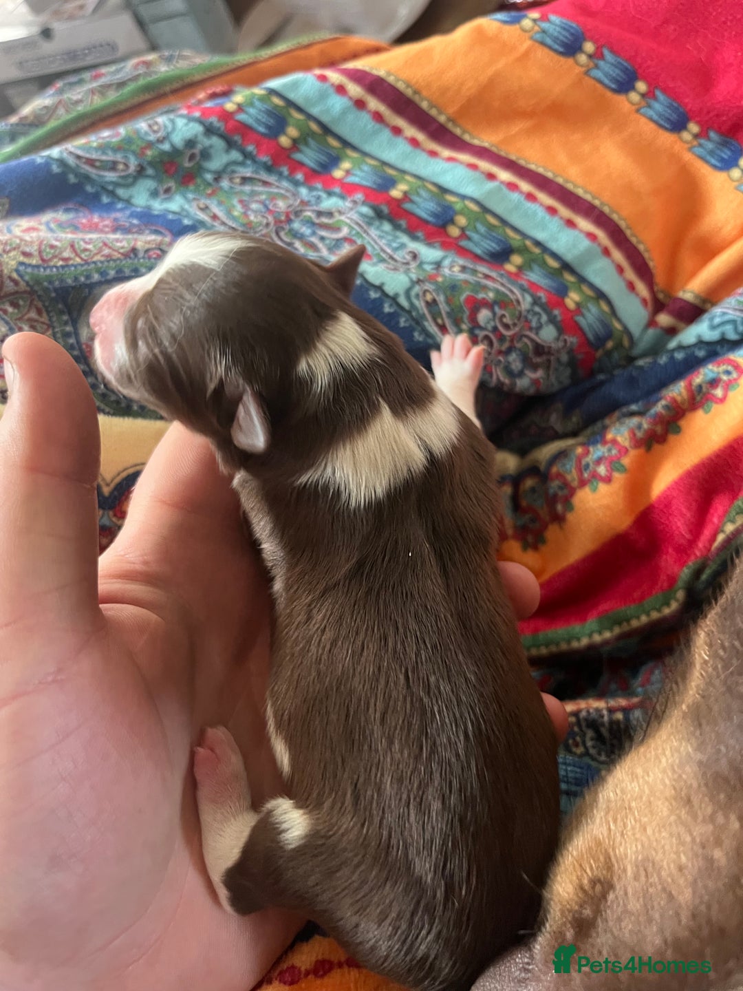 Border Collie dogs for sale: Border collie pups  - Image 6